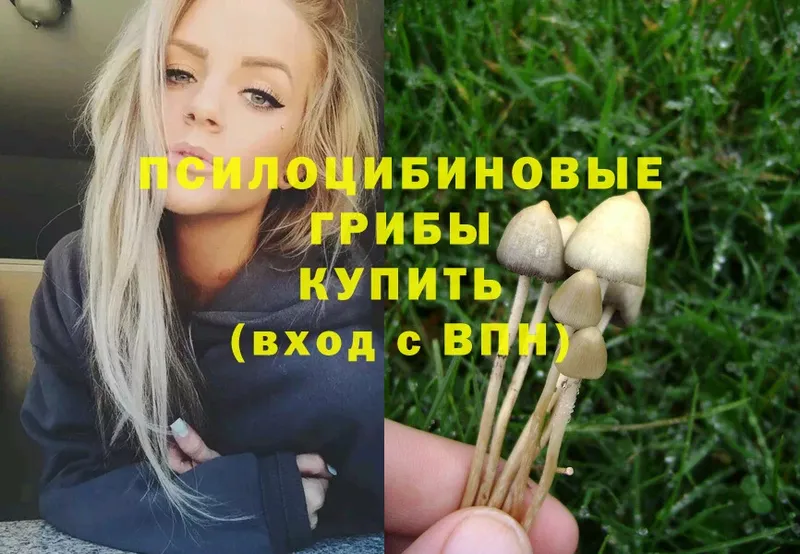 блэк спрут как зайти  Чита  Галлюциногенные грибы Psilocybe  как найти закладки 